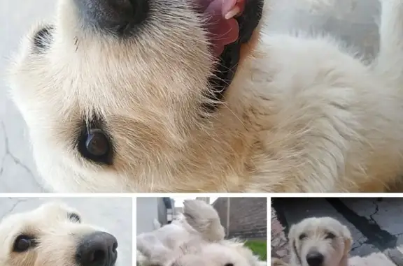 Perros perdidos, Ecatepec de Morelos, foto: Perra Blanca Amigable Perdida en Ecatepec