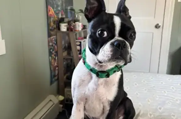 Lost Boston Terrier: Juni on South Main St.