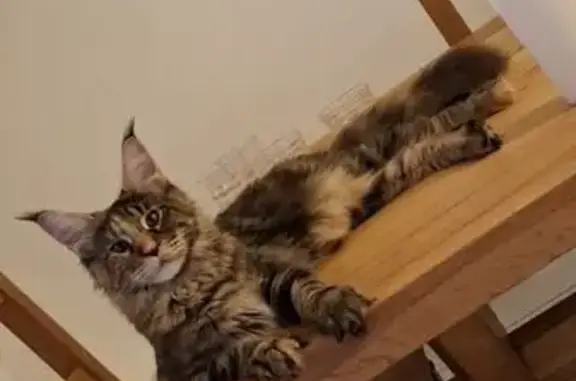 Chat perdu, La Voulte-sur-Rhône, photo: Chatte perdue, malade, besoin soins, La Voulte