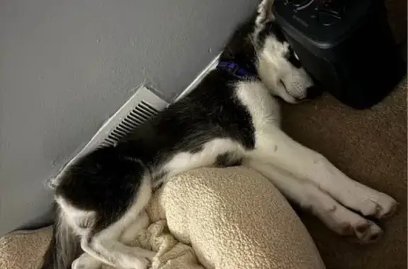 Lost dog, Wyandotte