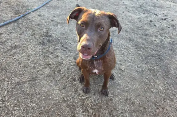 Missing dog Alta Sierra, photo: Lost Timid Lab/Pit Mix: Dalewood Area