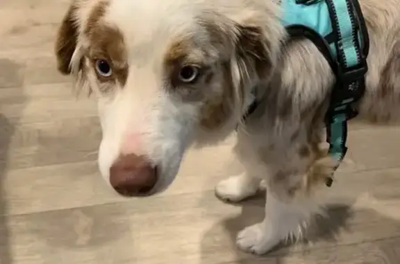 Mini Australian Shepherd, white with brown spots, blue eyes, and wearing a blue harness as seen in the photos. Weighs 23-25 lbs medium sized. She ran away from the truck while we went to get food at Culver’s for 10 minutes at around 7:30pm. She was buckled in with a black leash that doubles as a seatbelt attachment for her harness, it is likely still attached. She was panicked. Last seen crossing the 70 dodging cars going towards the dealerships. She is skittish but such a sweet girl. Is not one to bark. Her harness has reflection features when light hits it and she does not have a name tag on her harness. We are not local so she does not know the area at all.