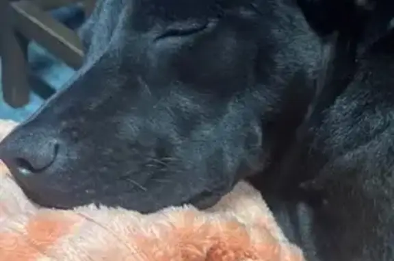 Lost Puppy: Black with White Markings