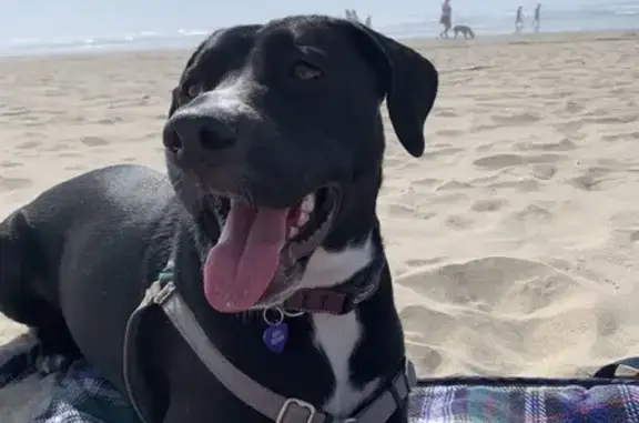 Lost and found pets Bend, photo: Lost Black Lab Mix: Tumalo Falls Trail