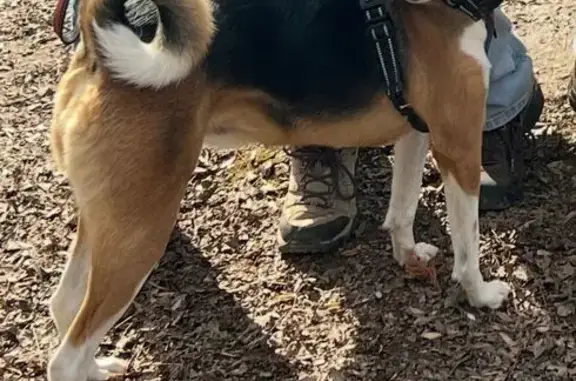 Lost Tri-Color Basenji Mix in Maryland