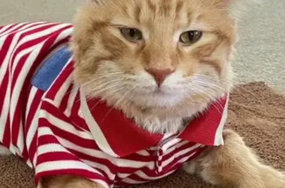 Lost Chubby Orange Cat in Saint Paul