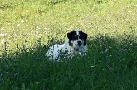 Animaux perdus Rosheim, photo: Chien perdu blanc/noir, craintif, Rosheim