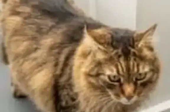 Missing cat , photo: Lost Siberian Cat: Jeannette Court, Hobart