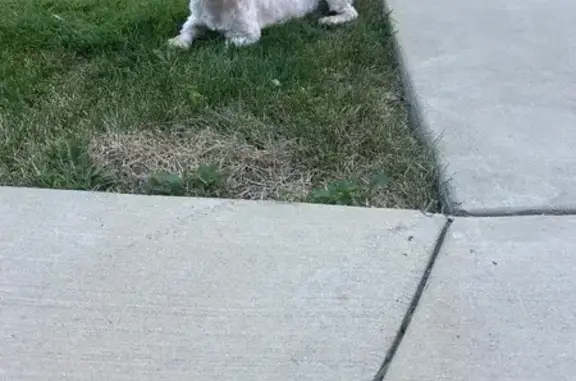 Found pets Chicago, photo: Found: Small White Dog on S Hamilton Ave