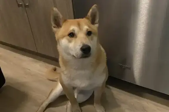 Lost pets Salem, photo: Lost Shiba Inu: $800 Reward in Salem