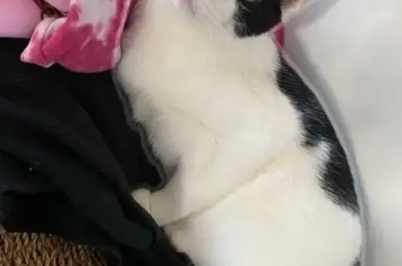 Lost: Skittish White Cat with Black Tail