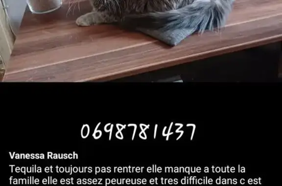 Chat perdu, Bliesbruck, photo: Chatte perdue à Bliesbruck, très craintive