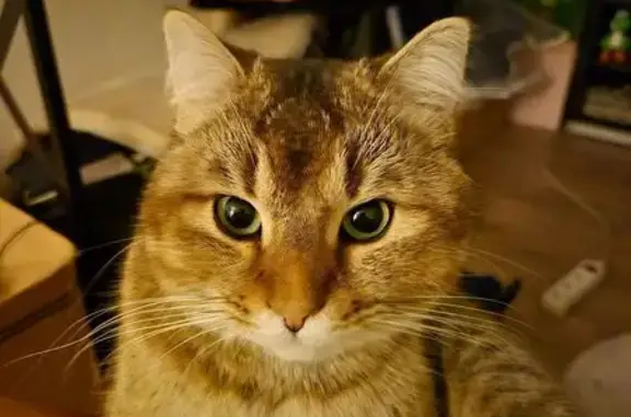 Animaux perdus Givry, photo: Chat beige tigré perdu à Givry