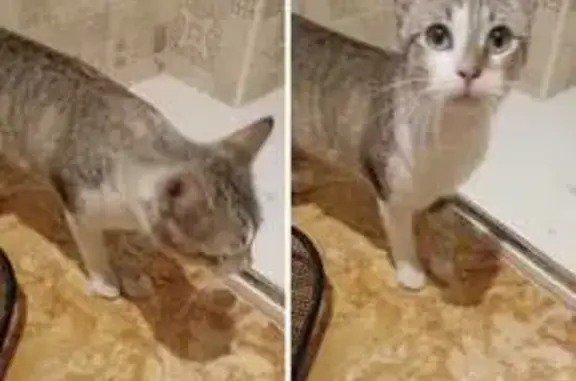 Gato joven blanco y atigrado e...
