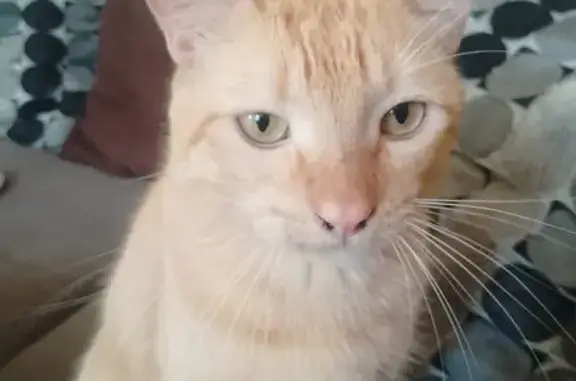 Animales perdidos Coatzacoalcos, foto: Gato Naranja Perdido en Coatzacoalcos