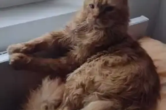 Perdu : Chat roux craintif à Beaugency - photo