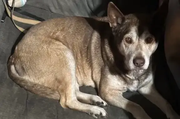 Lost Dog Hazel: Help Find Her on Holly St