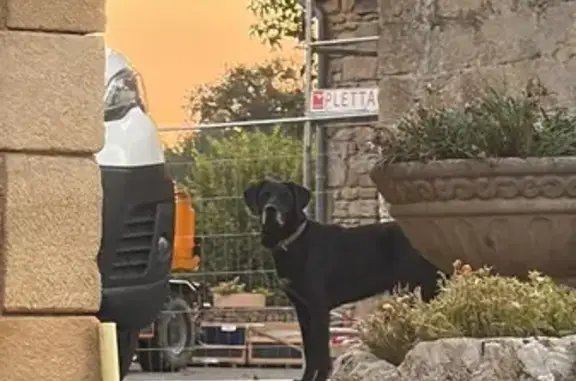 Chien noir trouvé, collier marron, Marcillac - photo