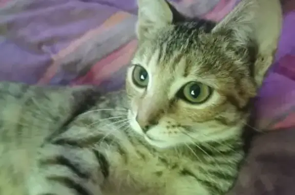 Animaux trouvés , photo: Chaton câlin rayé trouvé à Escaro