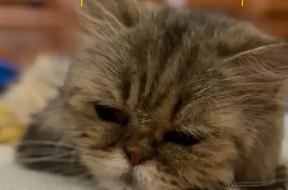 Lost Calico Persian Cat w/ AirTag - NJ