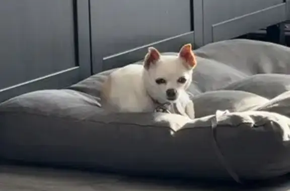 Animaux trouvés , photo: Chihuahua blanc trouvé à Grand Bourgtheroulde