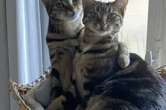 Animaux perdus , photo: Chatte tigrée perdue à Jullouville