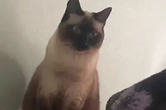 Chat siamois volé : chantage pour récompense - photo