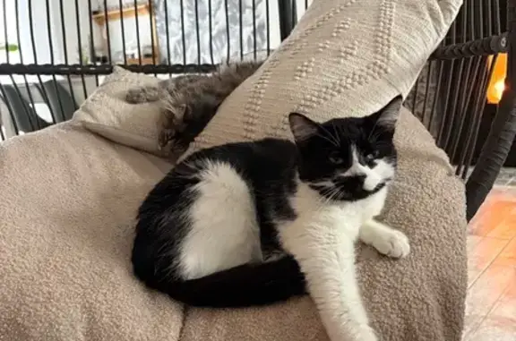 Chat perdu, Péronne, photo: Chatte perdue, noire/blanche, Péronne