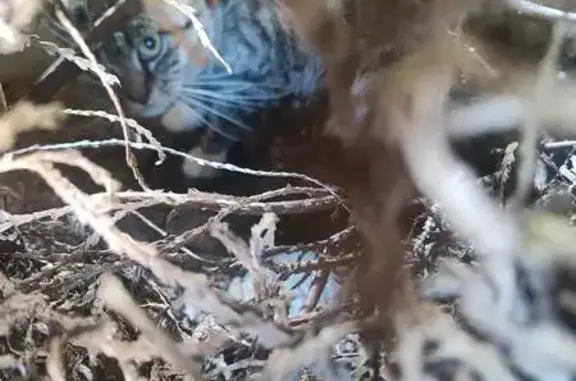 Animaux trouvés , photo: Chatte trouvée avec chatons Rue des Vergers