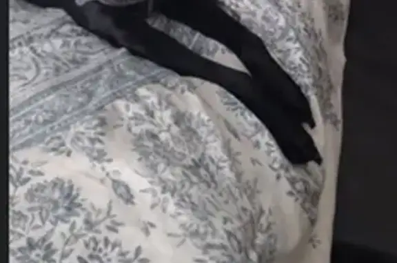Lost Sweet Black Dog, Injured Leg - Help!