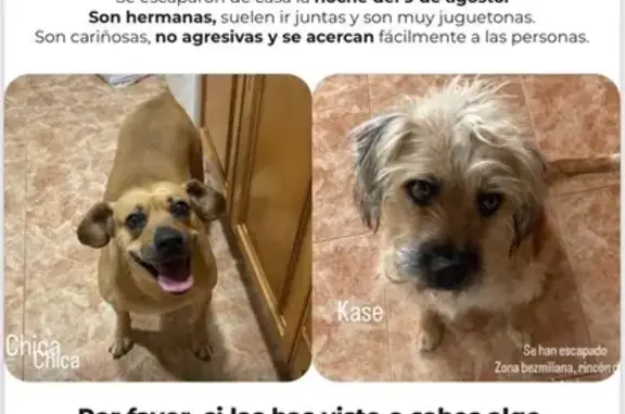 Hermanas caninas perdidas en Rincón de la Victoria