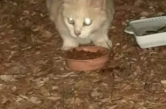 Animaux trouvés Cotignac, photo: Chat crème trouvé à Cotignac, Chemin St Joseph