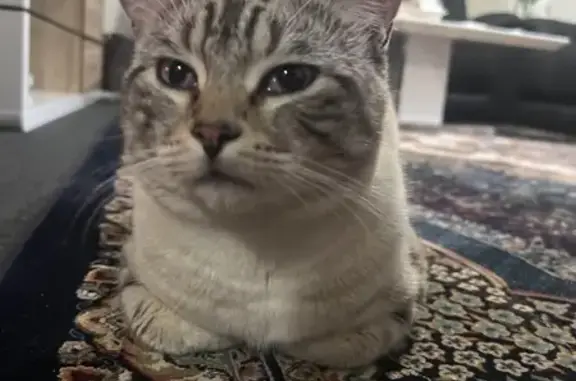 Lost Cat: Beige with Striped Tail