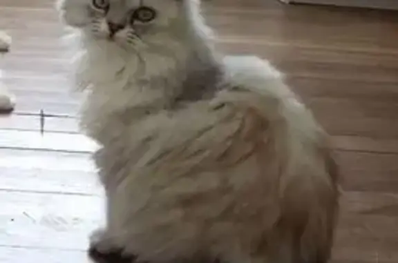 Chat perdu, Le Champ-Saint-Père, photo: Chatte perdue, craintive et gourmande