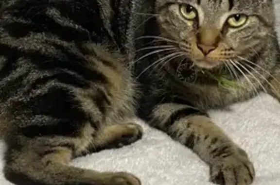 Missing cat Melbourne, photo: Lost Male Tabby: Big Green Eyes, No Collar
