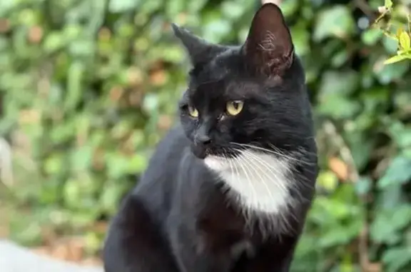 Animaux perdus , photo: Chat noir et blanc perdu à Fain-lès-Montbard