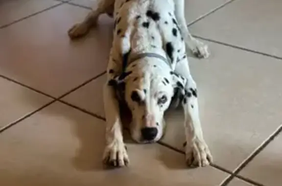 Dalmatien âgé perdu à Saint-Jean-de-Sixt - photo