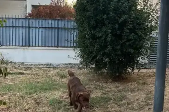 Chien Labrador chocolat trouvé à Villeneuve - photo