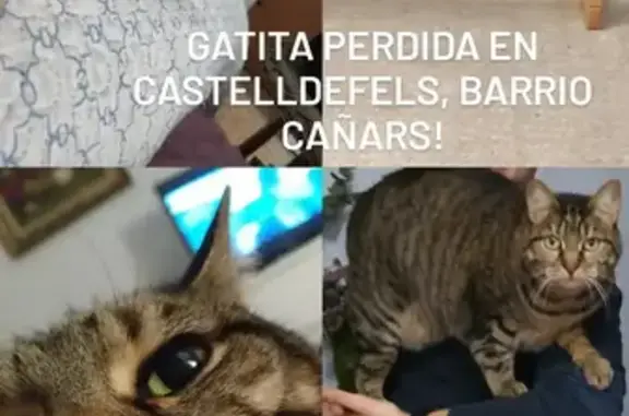 Gatos perdidos, Castelldefels, foto: Gatita Atigrada Gris Perdida en Castelldefels