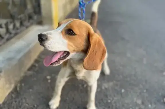 Chien trouvé Nîmes, photo: Beagle femelle trouvée à Nîmes