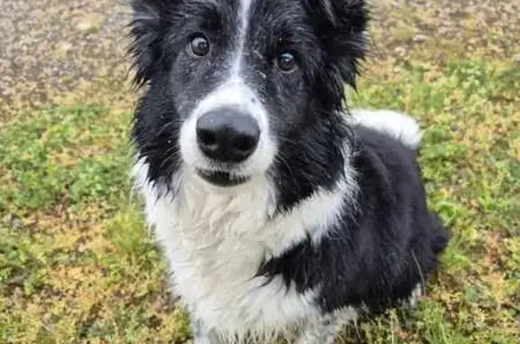 Border collie noir et blanc perdu Fonsorbes - photo