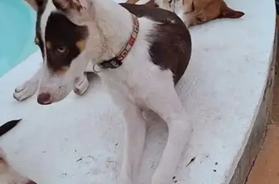Perro Perdido en Rute: Blanco con Manchas Marrón