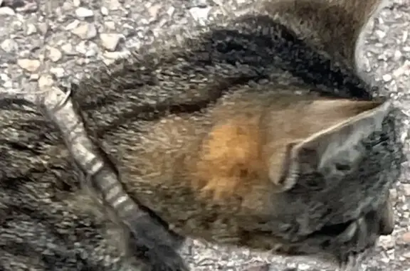 Chat trouvé , photo: Chatte tigrée câline trouvée à Breistroff
