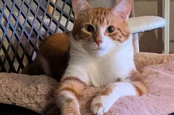 Chat trouvé Le Pizou, photo: Chat roux Floki perdu au Pizou
