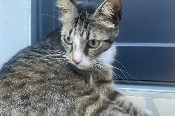 Chat perdu : Gris tigré, chaussettes blanches - photo
