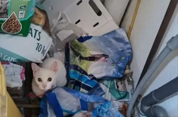 Chatte blanche trouvée à La Seyne-sur-Mer - photo