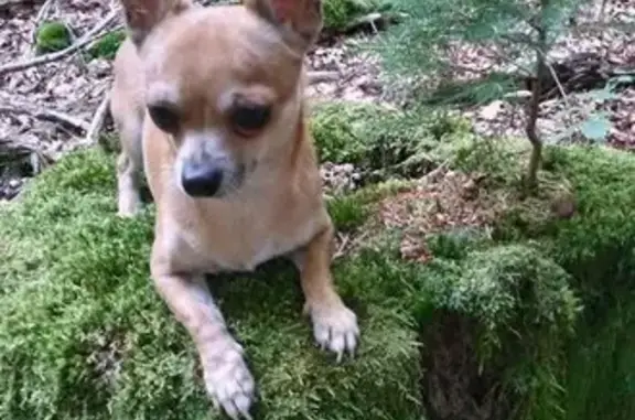 Chien perdu Vias, photo : Chihuahua beige 12 ans perdu à Vias plage