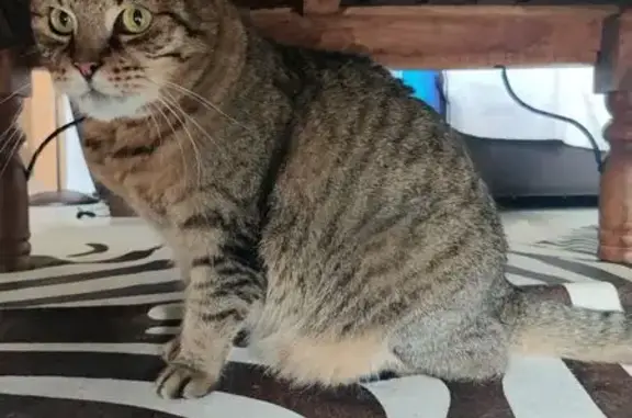 Chat perdu : Owen, tigré marron, craintif - photo