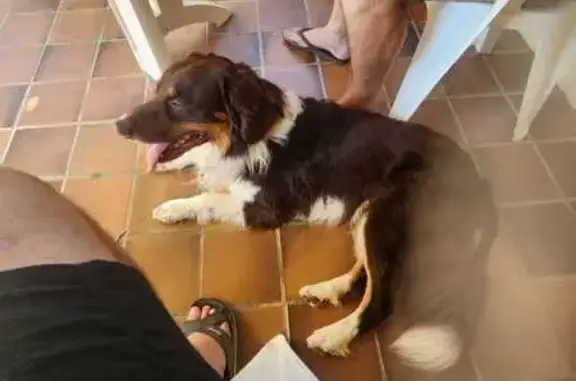 Chien trouvé Grambois, photo: Chien trouvé, collier gris, Grambois