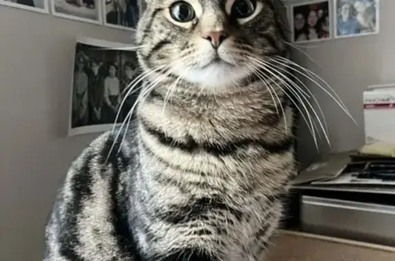 Chat perdu: Glue, tigré, pucé, castré - photo